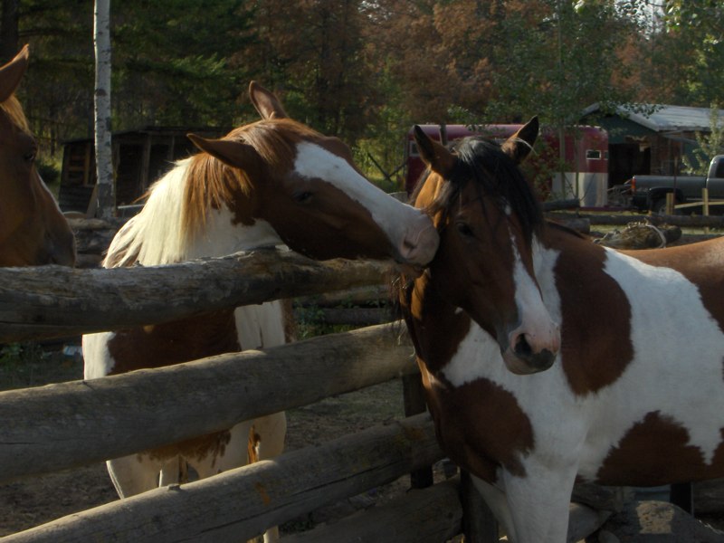 saskatoon farrier