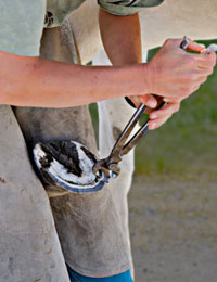 saskatoon farrier