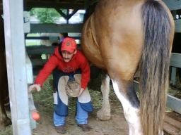 farrier prince albert